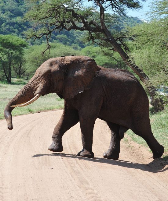 5 Days in the Heart of Ndutu Migration