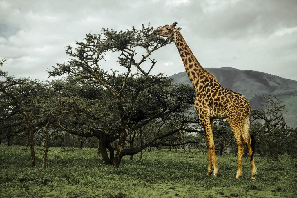 6 Days Ultimate Wildlife Wonders Safari