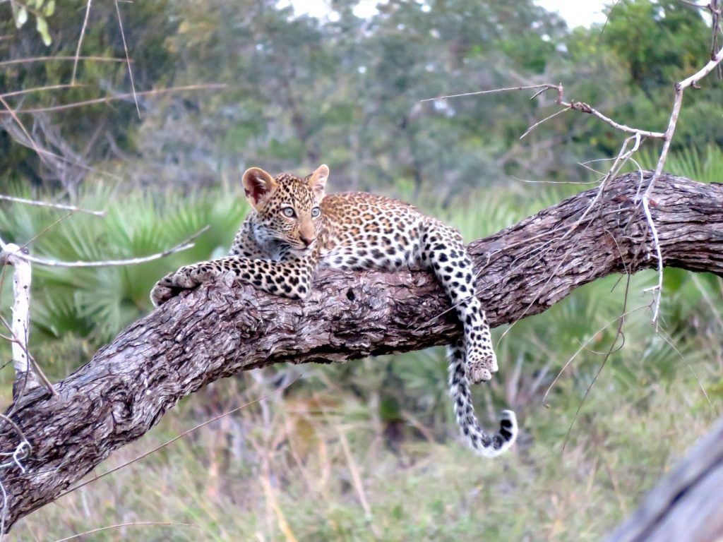 5 Days Unforgettable Tanzania Lodge Safari