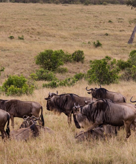 10 Days Serengeti Wildebeest Migration