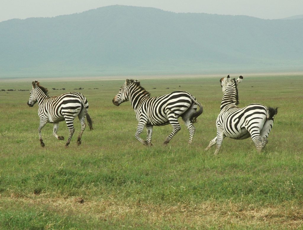 3 Days Enchanting Serengeti Journey